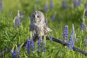 One Ural owl (Strix uralensis) sitting on a branch lying in a field of flowering lupines in late evening light