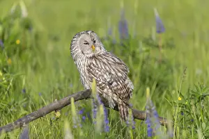 One Ural owl (Strix uralensis) sitting on a branch lying in a field of flowering lupines in late evening light