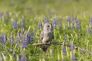 One Ural owl (Strix uralensis) sitting on a branch lying in a field of flowering lupines in late evening light