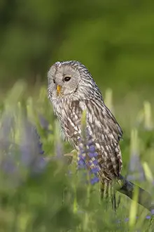 One Ural owl (Strix uralensis) sitting on a branch lying in a field of flowering lupines in late evening light