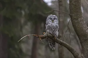 One Ural owl (Strix uralensis) sitting on a branch of a tree in a forest