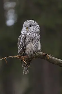 One Ural owl (Strix uralensis) sitting on a branch of a tree in a forest