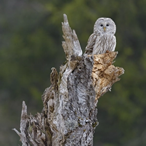 Ural Owl (Strix uralensis), sitting on old birch trunk
