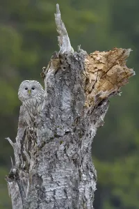 Ural Owl (Strix uralensis), sitting on old birch trunk