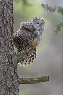 Ural Owl (Strix uralensis), sitting on pine trunk