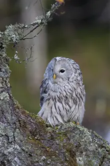 Ural owl, Strix uralensis, Ural owl