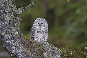 Ural owl, Strix uralensis, Ural owl