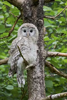 Ural owl (Strix uralensis) young bird