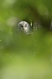 Ural owl (Strix uralensis), young bird