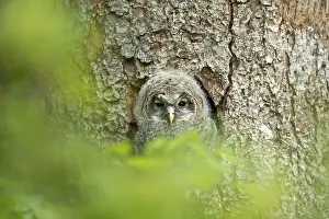 Ural owl (Strix uralensis), young bird