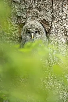 Ural owl (Strix uralensis), young bird
