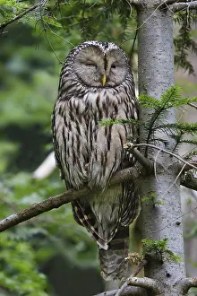 Ural owl, young bird, Strix uralensis, Ural owl