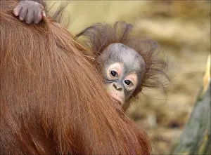 Urangutan and Baby. Dudley Zoo