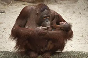 Urangutan (Pongo pygmaeus) with her cub in her arms