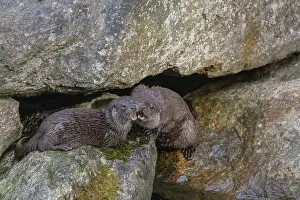Two urasian otter (Lutra lutra), playing on a rock