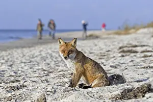 Urban red fox (Vulpes vulpes) tolerating humans