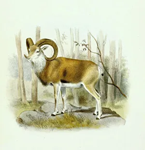 Urial or wild sheep (Ovis) vignei