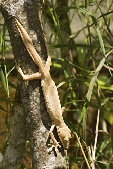 Uroplatus lineatus gecko, Madagascar, Africa