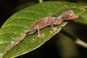 Uroplatus (Uroplatus phantasticus)