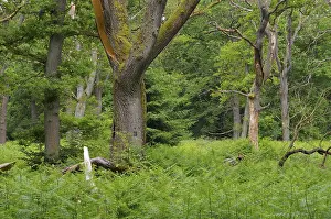 Urwald Sababurg in Deutschland