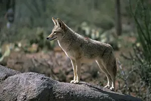 USA Arizona Tuscon Sonora Desert Museum coyote