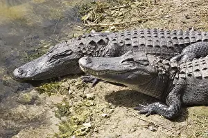USA, Florida, 2 two alligators close to water