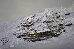 USA, Florida, head of an alligator in water
