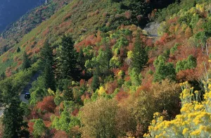 USA Utah Wasatch Range - American Fork Canyon - Alpine Loop