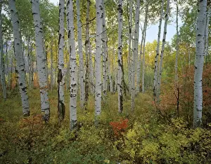 USA Utah Wasatch Range Aspen Grove Sundance Alpine Loop autumn