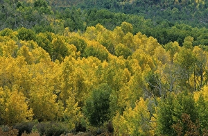 USA Utah Wasatch Range Fishlake Area aspens autumn