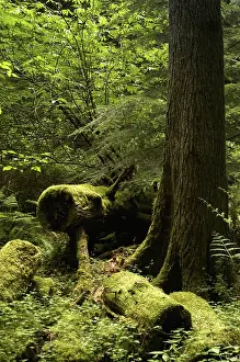 USA, Washington, Orcas Island, Moran State Park