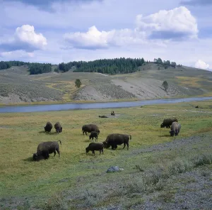 USA, WY, Yellowstone NP, Yellowstone National Park Bison (Buffalo) at the Firehole River