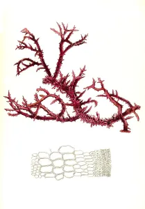Useful plant, Eucheuma spinosum