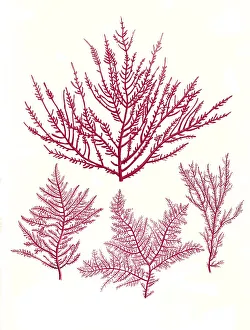 Useful plant, Gelidium corneum