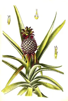 Useful plant, Pineapple (Ananas comosus or Ananas sativus)