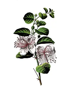 Useful plants, caper bush, Capparis spinosa