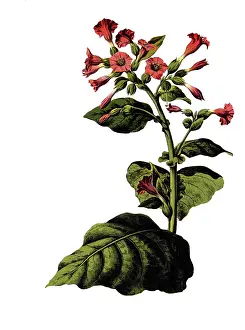 Useful plants, cultivated plants