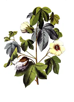 Useful plants, cultivated plants