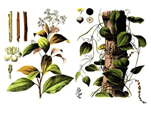Useful plants, cultivated plants