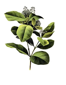 Useful plants, cultivated plants