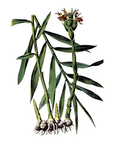 Useful plants, cultivated plants