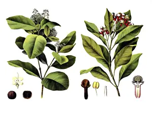 Useful plants, cultivated plants