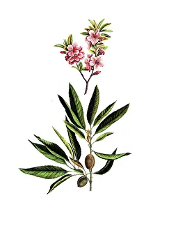 Useful plants, cultivated plants