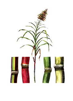 Useful plants, cultivated plants