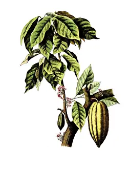 Useful plants, cultivated plants