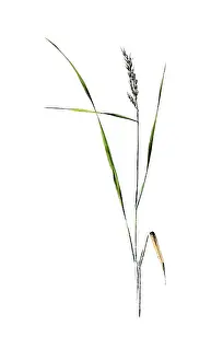 Useful plants, cultivated plants