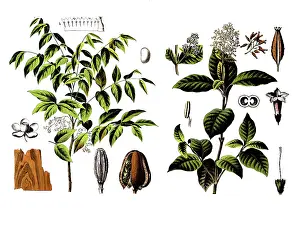 Useful plants, cultivated plants