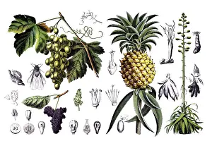 Useful plants, cultivated plants