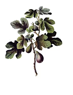Useful plants, cultivated plants