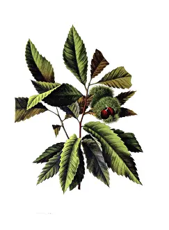 Useful plants, cultivated plants